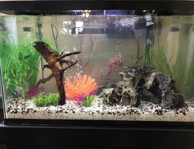 29 gallons freshwater fish tank (mostly fish and non-living decorations) - My first 29 gal. Don't be too harsh about the sea anemone, it's in there for the 1 yr old! 29 gallons freshwater fish tank (mostly fish and non-living decorations) - My first 29 gal. Don't be too harsh about the sea anemone, it's in there for the 1 yr old!