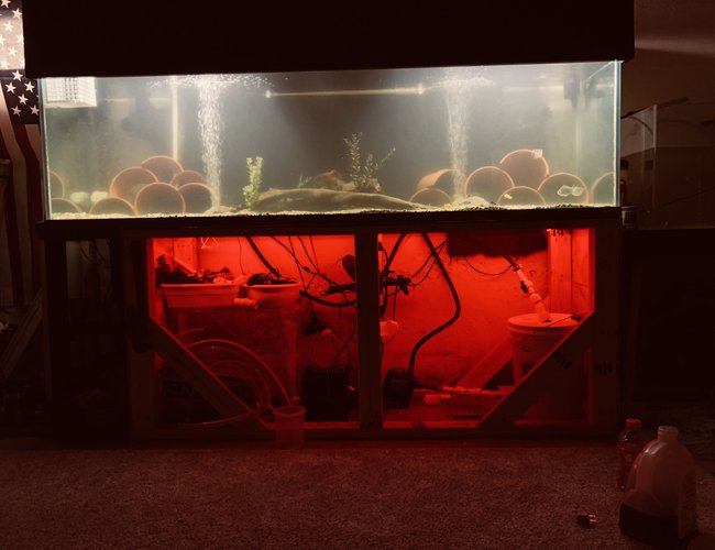 250 gallons freshwater fish tank (mostly fish and non-living decorations) - What do you guys think? 250 gallons freshwater fish tank (mostly fish and non-living decorations) - What do you guys think?