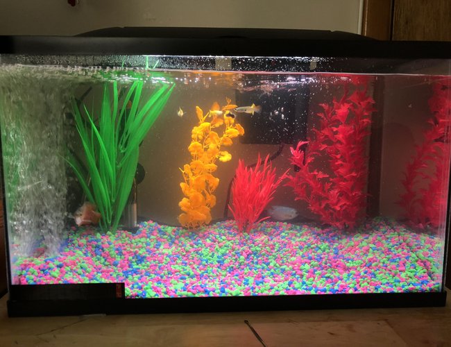 10 gallons freshwater fish tank (mostly fish and non-living decorations) - Tank after 2 days. 10 fish total any input suggested comments welcomed as well 10 gallons freshwater fish tank (mostly fish and non-living decorations) - Tank after 2 days. 10 fish total any input suggested comments welcomed as well