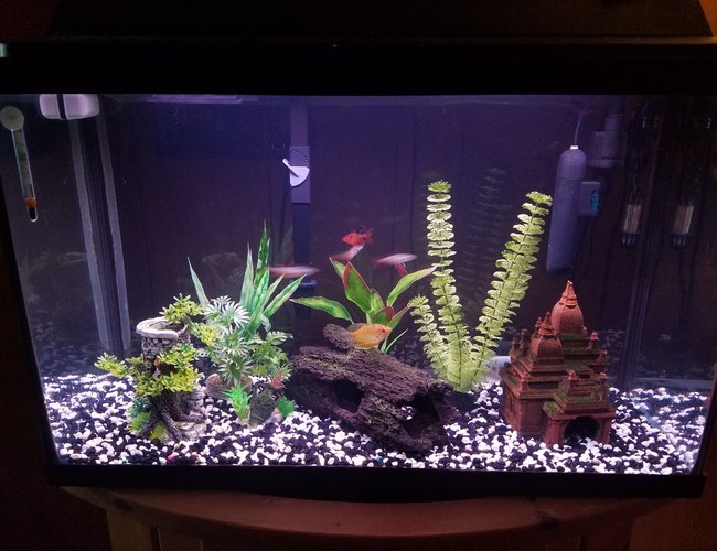 29 gallons freshwater fish tank (mostly fish and non-living decorations) - My 29 gallon. (Work in progress) 29 gallons freshwater fish tank (mostly fish and non-living decorations) - My 29 gallon. (Work in progress)