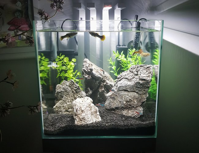 10 gallons freshwater fish tank (mostly fish and non-living decorations) - My daughter's first ever tank! 10 gallons freshwater fish tank (mostly fish and non-living decorations) - My daughter's first ever tank!