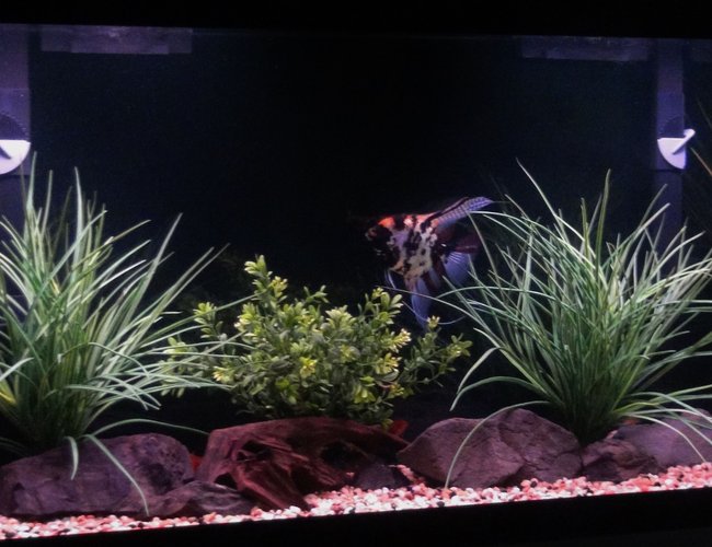 55 gallons freshwater fish tank (mostly fish and non-living decorations) - 55 Gallon Cichlid Tank 55 gallons freshwater fish tank (mostly fish and non-living decorations) - 55 Gallon Cichlid Tank