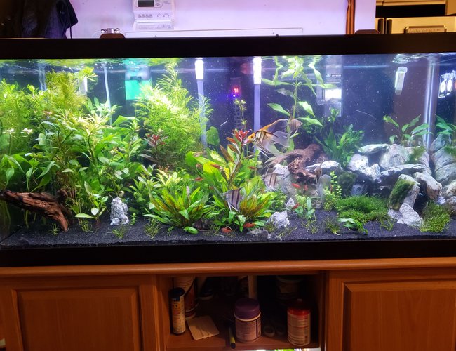 75 gallons freshwater fish tank (mostly fish and non-living decorations) - 2 months in 75 gallons freshwater fish tank (mostly fish and non-living decorations) - 2 months in
