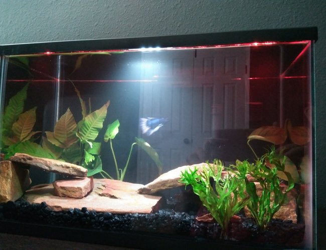 6 gallons freshwater fish tank (mostly fish and non-living decorations) - Betta planted tank 6 gallons freshwater fish tank (mostly fish and non-living decorations) - Betta planted tank