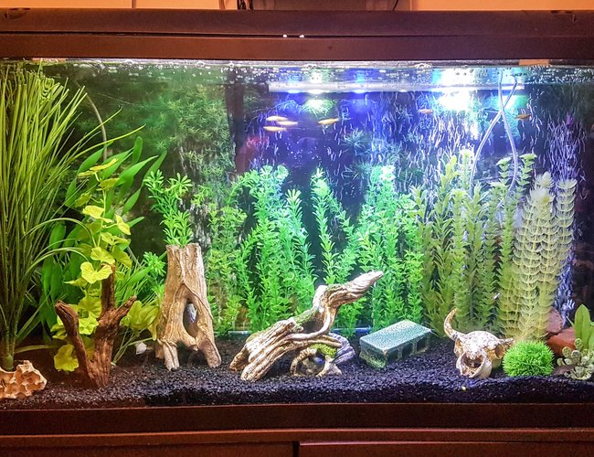 75 gallons freshwater fish tank (mostly fish and non-living decorations) - My 75 gallon freshwater community tank 75 gallons freshwater fish tank (mostly fish and non-living decorations) - My 75 gallon freshwater community tank