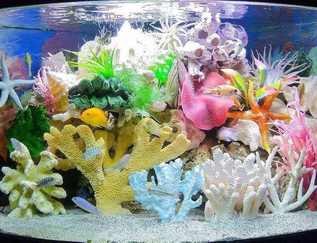 120 gallons freshwater fish tank (mostly fish and non-living decorations) - Made believe sea tank 120 gallons freshwater fish tank (mostly fish and non-living decorations) - Made believe sea tank