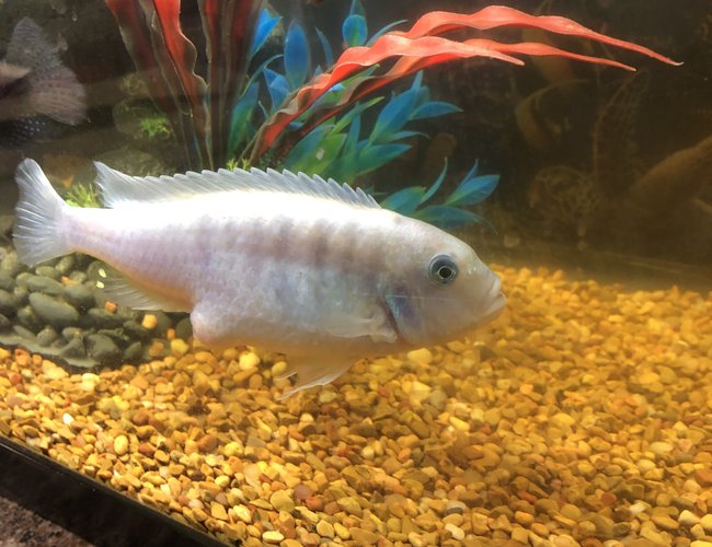 30 gallons freshwater fish tank (mostly fish and non-living decorations) - N 30 gallons freshwater fish tank (mostly fish and non-living decorations) - N