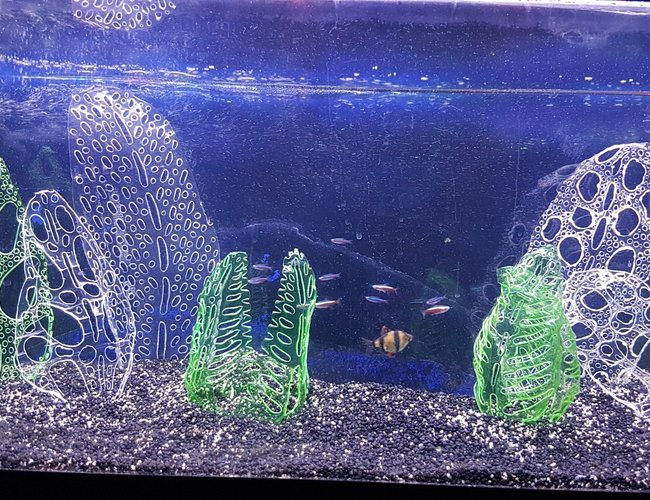20 gallons freshwater fish tank (mostly fish and non-living decorations) - I'll probably get slaughtered for this but my attempts at growing plants have failed miserably.
So, I decided to make my own ornaments from recycled drinks bottles (all certified food safe) shaped using a soldering iron. I'm really impressed with the results and the fish don't appear to mind. Would love feedback. 20 gallons freshwater fish tank (mostly fish and non-living decorations) - I'll probably get slaughtered for this but my attempts at growing plants have failed miserably.
So, I decided to make my own ornaments from recycled drinks bottles (all certified food safe) shaped using a soldering iron. I'm really impressed with the results and the fish don't appear to mind. Would love feedback.