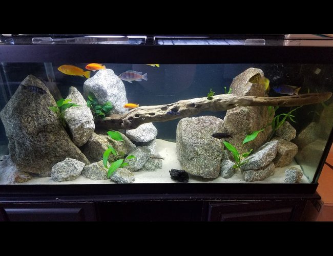 75 gallons freshwater fish tank (mostly fish and non-living decorations) - 75 Gallon cichlid tank 75 gallons freshwater fish tank (mostly fish and non-living decorations) - 75 Gallon cichlid tank