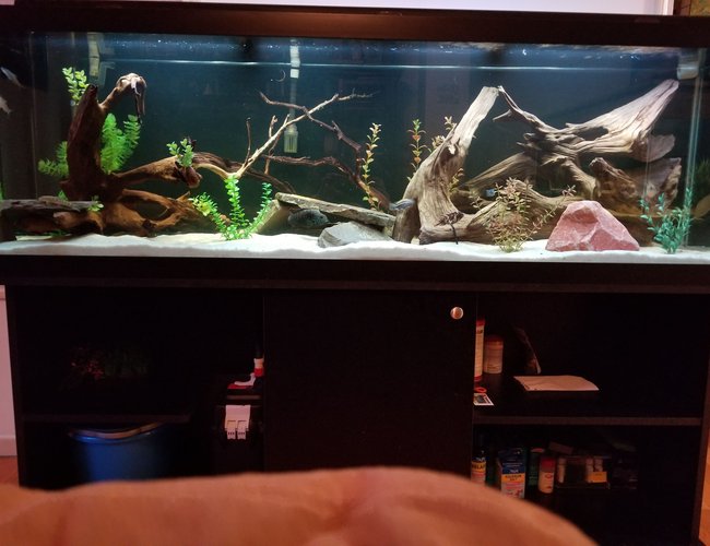 125 gallons freshwater fish tank (mostly fish and non-living decorations) - It's a Cichlid world 125 gallons freshwater fish tank (mostly fish and non-living decorations) - It's a Cichlid world