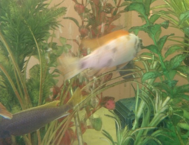 90 gallons freshwater fish tank (mostly fish and non-living decorations) - Addt 90 gallons freshwater fish tank (mostly fish and non-living decorations) - Addt