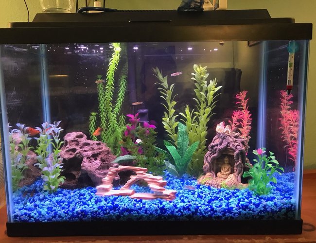 20 gallons freshwater fish tank (mostly fish and non-living decorations) - Front view 20 gallons freshwater fish tank (mostly fish and non-living decorations) - Front view