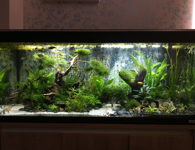 63 gallons freshwater fish tank (mostly fish and non-living decorations) - The Realm 63 gallons freshwater fish tank (mostly fish and non-living decorations) - The Realm