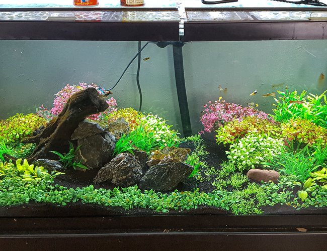 75 gallons freshwater fish tank (mostly fish and non-living decorations) - 75 gallon with fancy mollies. All artificial. Fx6 filter. Low bioload. Water change once every other week. 75 gallons freshwater fish tank (mostly fish and non-living decorations) - 75 gallon with fancy mollies. All artificial. Fx6 filter. Low bioload. Water change once every other week.