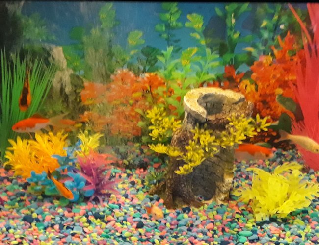 20 gallons freshwater fish tank (mostly fish and non-living decorations) - Goldfish 20 gallons freshwater fish tank (mostly fish and non-living decorations) - Goldfish