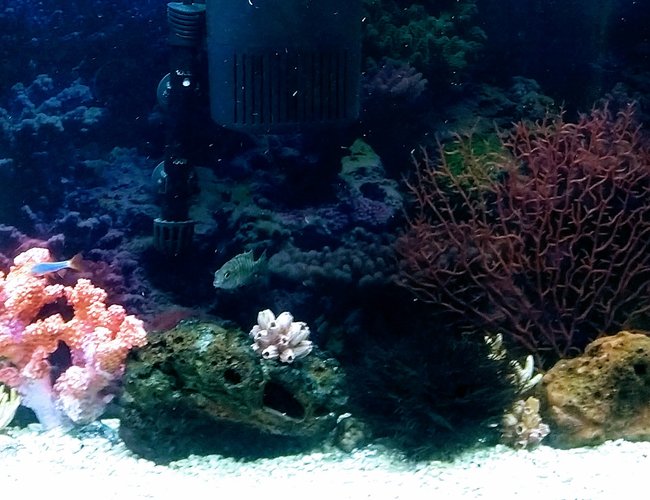 55 gallons freshwater fish tank (mostly fish and non-living decorations) - 55gallon cichlid tank 55 gallons freshwater fish tank (mostly fish and non-living decorations) - 55gallon cichlid tank