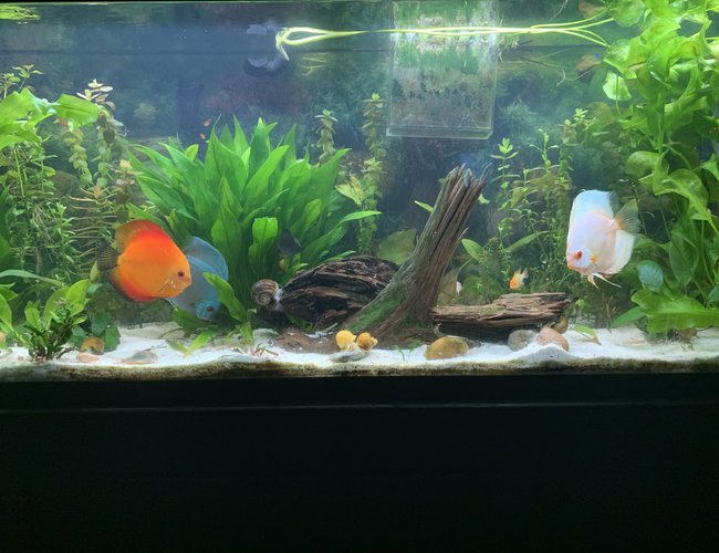 20 gallons freshwater fish tank (mostly fish and non-living decorations) - Discus love 20 gallons freshwater fish tank (mostly fish and non-living decorations) - Discus love