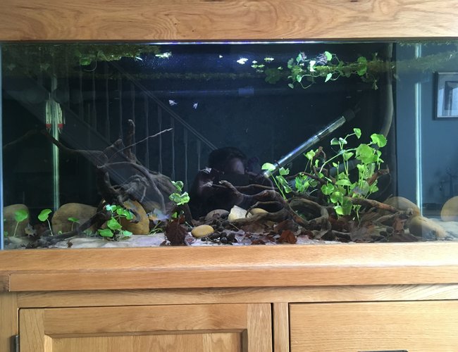 44 gallons freshwater fish tank (mostly fish and non-living decorations) - 200l Rio Guapore themed Biotope4 Bolivian rams (3fm 1 m)8marble hatchetfishLeaf litter and alder cones 44 gallons freshwater fish tank (mostly fish and non-living decorations) - 200l Rio Guapore themed Biotope4 Bolivian rams (3fm 1 m)8marble hatchetfishLeaf litter and alder cones