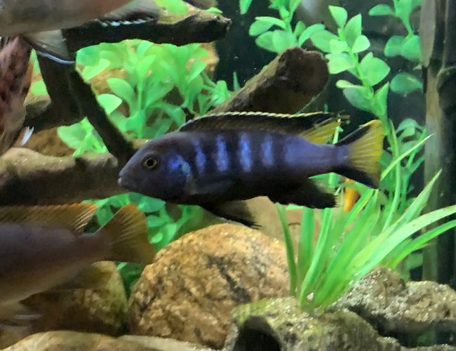 420 gallons freshwater fish tank (mostly fish and non-living decorations) - Elongatus Chewere mbuna 420 gallons freshwater fish tank (mostly fish and non-living decorations) - Elongatus Chewere mbuna