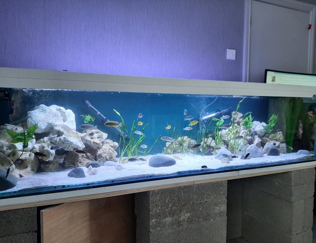 134 gallons freshwater fish tank (mostly fish and non-living decorations) - Mbuna/Malawi. All fish are still sub adult, ranging from 1.5" upto 3" 134 gallons freshwater fish tank (mostly fish and non-living decorations) - Mbuna/Malawi. All fish are still sub adult, ranging from 1.5" upto 3"