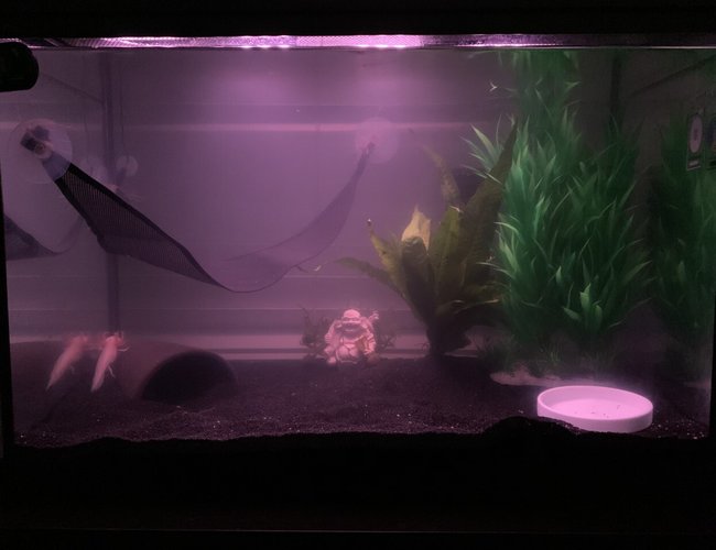 20 gallons freshwater fish tank (mostly fish and non-living decorations) - axolotl tank 20 gallons freshwater fish tank (mostly fish and non-living decorations) - axolotl tank