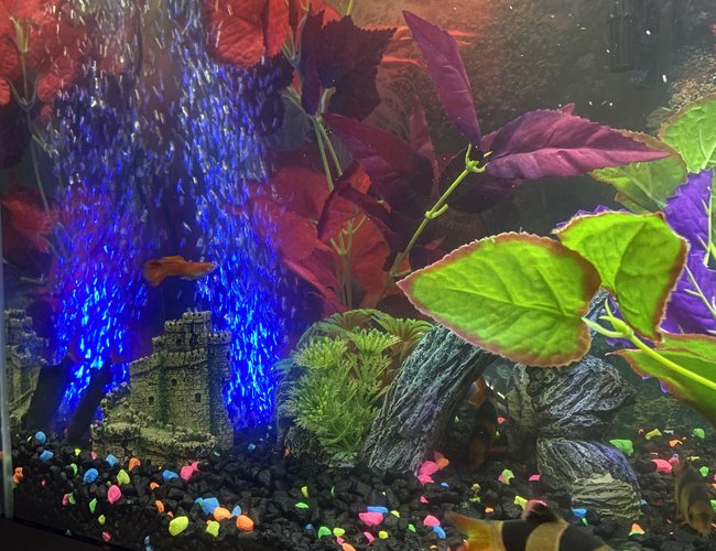 30 gallons freshwater fish tank (mostly fish and non-living decorations) - A corner of my fish world. 30 gallons freshwater fish tank (mostly fish and non-living decorations) - A corner of my fish world.