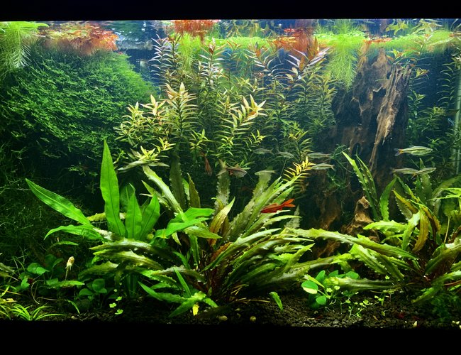 29 gallons freshwater fish tank (mostly fish and non-living decorations) - My 29 gallons fish tank after 2 years. 29 gallons freshwater fish tank (mostly fish and non-living decorations) - My 29 gallons fish tank after 2 years.