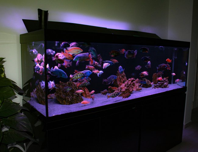 202 gallons freshwater fish tank (mostly fish and non-living decorations) - malawi 200cm tank 202 gallons freshwater fish tank (mostly fish and non-living decorations) - malawi 200cm tank