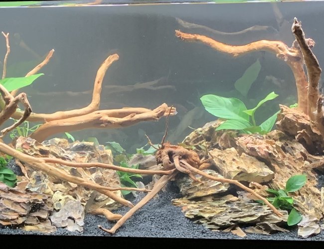 55 gallons freshwater fish tank (mostly fish and non-living decorations) - Before fish added..... 55 gallons freshwater fish tank (mostly fish and non-living decorations) - Before fish added.....