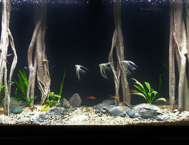 55 gallons freshwater fish tank (mostly fish and non-living decorations) - Mangrove Forest 55 gallons freshwater fish tank (mostly fish and non-living decorations) - Mangrove Forest