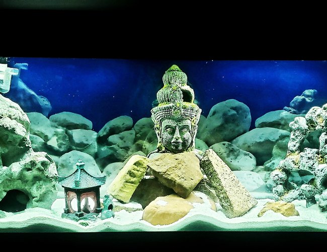 55 gallons freshwater fish tank (mostly fish and non-living decorations) - My serenity 55 gallons freshwater fish tank (mostly fish and non-living decorations) - My serenity