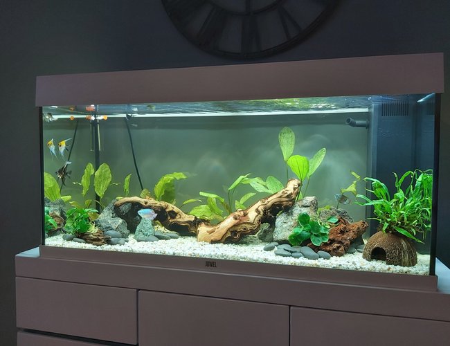 39 gallons freshwater fish tank (mostly fish and non-living decorations) - 17th October 2020 39 gallons freshwater fish tank (mostly fish and non-living decorations) - 17th October 2020