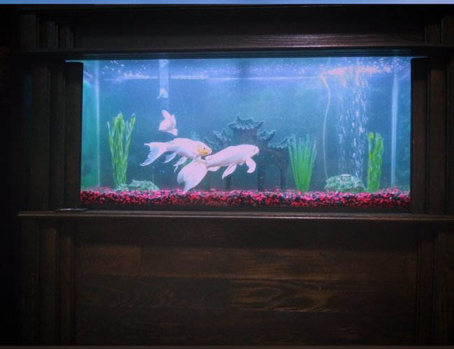 75 gallons freshwater fish tank (mostly fish and non-living decorations) - Sometimes this is better than tv 75 gallons freshwater fish tank (mostly fish and non-living decorations) - Sometimes this is better than tv