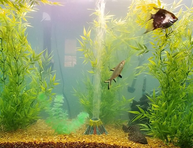 65 gallons freshwater fish tank (mostly fish and non-living decorations) - Jordison Ocean 65 gallons freshwater fish tank (mostly fish and non-living decorations) - Jordison Ocean