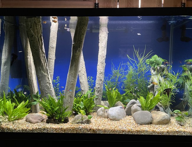 150 gallons freshwater fish tank (mostly fish and non-living decorations) - First large tank (4 Months Old) 150 gallons freshwater fish tank (mostly fish and non-living decorations) - First large tank (4 Months Old)
