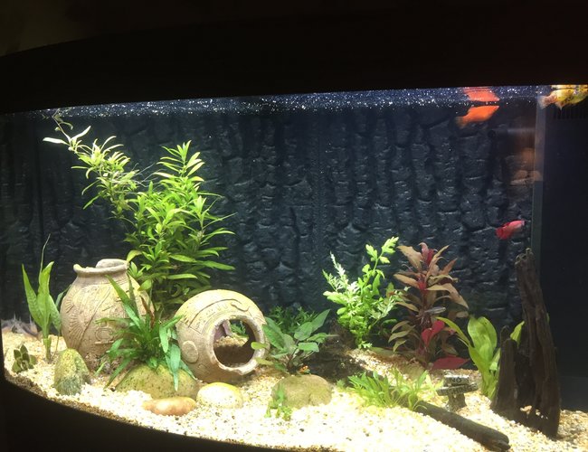 40 gallons freshwater fish tank (mostly fish and non-living decorations) - New set up 40 gallons freshwater fish tank (mostly fish and non-living decorations) - New set up