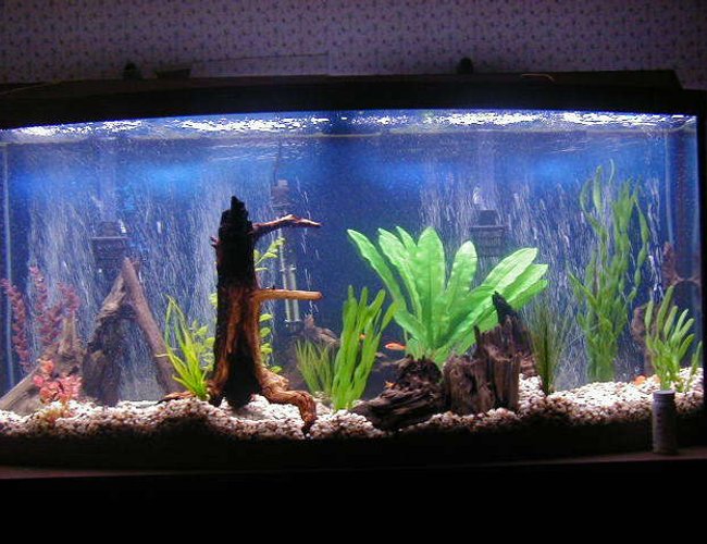 72 gallons freshwater fish tank (mostly fish and non-living decorations) - 72 gallon bowfront 72 gallons freshwater fish tank (mostly fish and non-living decorations) - 72 gallon bowfront