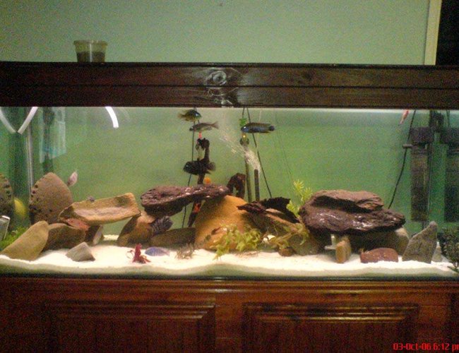 209 gallons freshwater fish tank (mostly fish and non-living decorations) - yeh 209 gallons freshwater fish tank (mostly fish and non-living decorations) - yeh