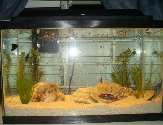10 gallons freshwater fish tank (mostly fish and non-living decorations) - currenlty in my tank are cichlid, tiger barb, craw fish, algae eater and a half beak, i had 2 bettas; a male and female, i had to take them out becasue of the cichlid....im hoping to get a black ghost soon too, 10 gallons freshwater fish tank (mostly fish and non-living decorations) - currenlty in my tank are cichlid, tiger barb, craw fish, algae eater and a half beak, i had 2 bettas; a male and female, i had to take them out becasue of the cichlid....im hoping to get a black ghost soon too,