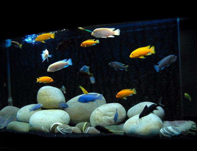 64 gallons freshwater fish tank (mostly fish and non-living decorations) - Vision 260L Malawi Cichlid tank.
Cobalt Blues/Maylandia callianos
Ice White/maylandia callianos
Red Zebras
lab Trevawasae
Acei
White Top Zebra
Crabro
Syno Multipunctatus
L100
yellow Labs 64 gallons freshwater fish tank (mostly fish and non-living decorations) - Vision 260L Malawi Cichlid tank.
Cobalt Blues/Maylandia callianos
Ice White/maylandia callianos
Red Zebras
lab Trevawasae
Acei
White Top Zebra
Crabro
Syno Multipunctatus
L100
yellow Labs
