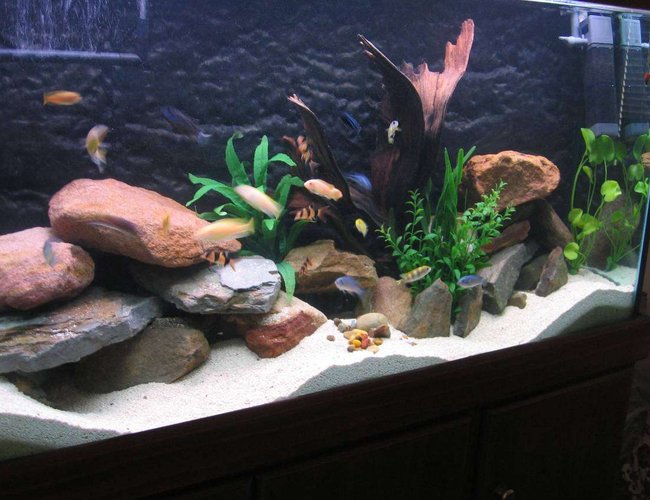 69 gallons freshwater fish tank (mostly fish and non-living decorations) - (04/11/2006) I just changed the set-up today. I had to clean the tank so I took some rocks out and changed the set-up a bit. Added the rocks towards the back more and dug the sand out to make bigger and deeper caves. I wedged the mangrove root into a sort of angle, threw some rocks one on top of the other at random to make it look more natural then decided to use my synthetic plants by bunching the Val and Hygrophilia together, leaving the Banana Lilly on its own and putting the large Cryptocoryne next to the mangrove root. I hope the change is a welcoming one! Happy fishkeeping to you all! God bless and all the best! 69 gallons freshwater fish tank (mostly fish and non-living decorations) - (04/11/2006) I just changed the set-up today. I had to clean the tank so I took some rocks out and changed the set-up a bit. Added the rocks towards the back more and dug the sand out to make bigger and deeper caves. I wedged the mangrove root into a sort of angle, threw some rocks one on top of the other at random to make it look more natural then decided to use my synthetic plants by bunching the Val and Hygrophilia together, leaving the Banana Lilly on its own and putting the large Cryptocoryne next to the mangrove root. I hope the change is a welcoming one! Happy fishkeeping to you all! God bless and all the best!