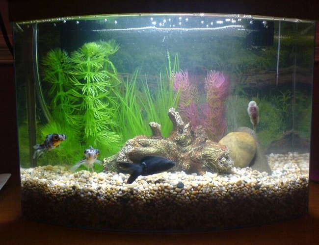 3 gallons freshwater fish tank (mostly fish and non-living decorations) - My tank when I first started up! 3 gallons freshwater fish tank (mostly fish and non-living decorations) - My tank when I first started up!
