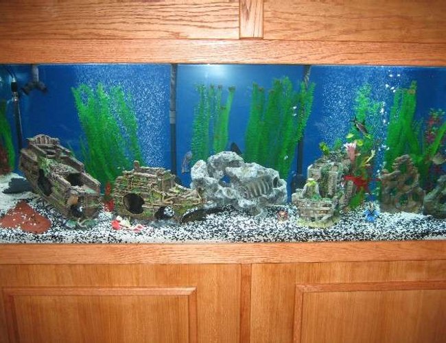 320 gallons freshwater fish tank (mostly fish and non-living decorations) - Large tank 320 gallons freshwater fish tank (mostly fish and non-living decorations) - Large tank