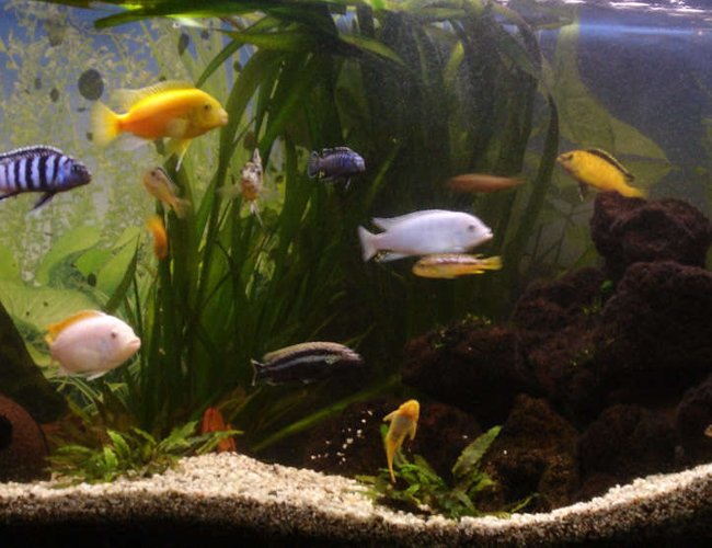 260 gallons freshwater fish tank (mostly fish and non-living decorations) - old cichlid tank 300l juwel 260 gallons freshwater fish tank (mostly fish and non-living decorations) - old cichlid tank 300l juwel