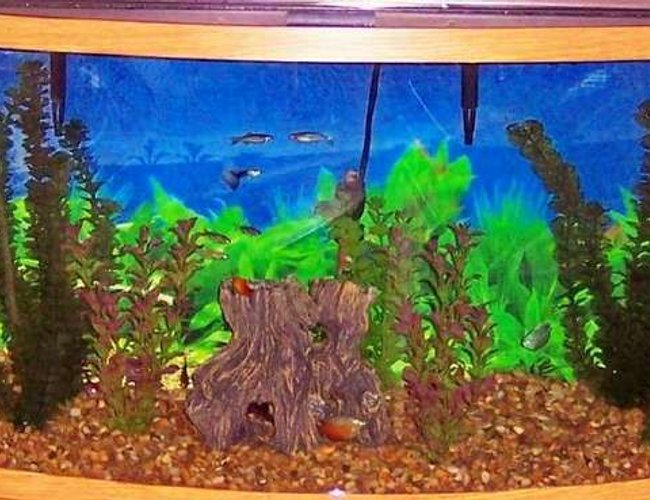46 gallons freshwater fish tank (mostly fish and non-living decorations) - 46 gal. tank 46 gallons freshwater fish tank (mostly fish and non-living decorations) - 46 gal. tank