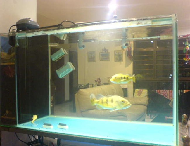 67 gallons freshwater fish tank (mostly fish and non-living decorations) - IOUS (Internal Overflow/Underflow filter sump System)4mm thick glass tank with 1x 7" speckled peacock bass & 1x 4" cichla temensis pavon peacock bass + 1x 3" albino pleco red-eyed fish inside a
400w powered water submerged pump
operated with a 4 way ganged air pump to oxydize tank up to 6 hours
1 auto self timer to light up tank at dawn hour & at sunset hours till midnight. 67 gallons freshwater fish tank (mostly fish and non-living decorations) - IOUS (Internal Overflow/Underflow filter sump System)4mm thick glass tank with 1x 7" speckled peacock bass & 1x 4" cichla temensis pavon peacock bass + 1x 3" albino pleco red-eyed fish inside a
400w powered water submerged pump
operated with a 4 way ganged air pump to oxydize tank up to 6 hours
1 auto self timer to light up tank at dawn hour & at sunset hours till midnight.