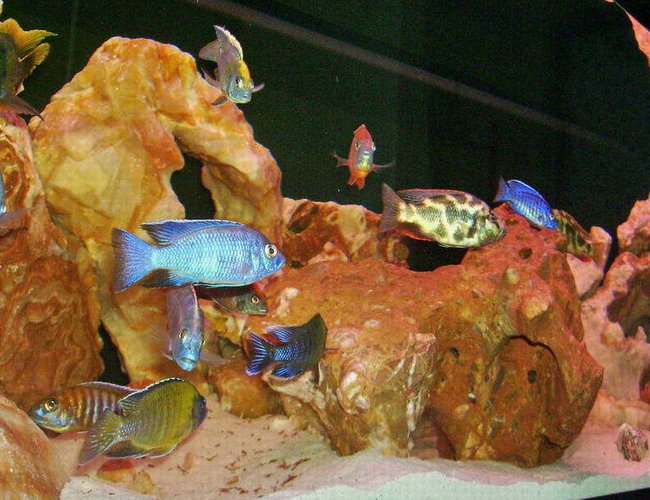 100 gallons freshwater fish tank (mostly fish and non-living decorations) - This is my peacock/hap tank. All the rocks came from Vietnam. It's about 1 1/2 months old. 2 Weeks ago one of my "male" Nimbochromis was found holding about 40 fry in her mouth. Guess the fish store sells more than just all males. 100 gallons freshwater fish tank (mostly fish and non-living decorations) - This is my peacock/hap tank. All the rocks came from Vietnam. It's about 1 1/2 months old. 2 Weeks ago one of my "male" Nimbochromis was found holding about 40 fry in her mouth. Guess the fish store sells more than just all males.