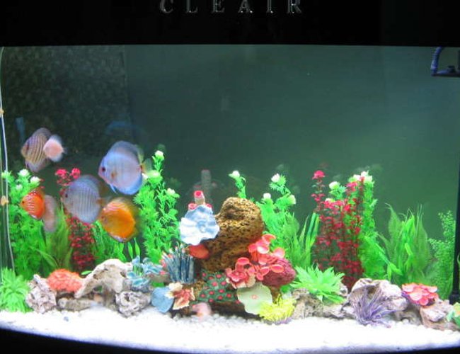 121 gallons freshwater fish tank (mostly fish and non-living decorations) - A 500 liter tank with Discus in it !! What do u guys think ?? 121 gallons freshwater fish tank (mostly fish and non-living decorations) - A 500 liter tank with Discus in it !! What do u guys think ??