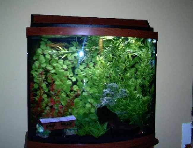 26 gallons freshwater fish tank (mostly fish and non-living decorations) - 26 gallon bowfront, black background, black gravel, driftwood. Dwarf Gourami, white clouds, rasboras, cory cats. The blue shiny thing in the lower left corner is the dwarf gourami, who swims back and forth all day long. We think he has OCD. 26 gallons freshwater fish tank (mostly fish and non-living decorations) - 26 gallon bowfront, black background, black gravel, driftwood. Dwarf Gourami, white clouds, rasboras, cory cats. The blue shiny thing in the lower left corner is the dwarf gourami, who swims back and forth all day long. We think he has OCD.
