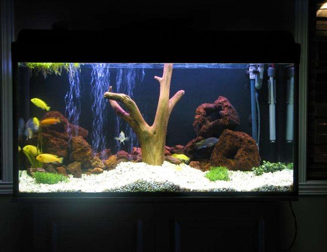 50 gallons freshwater fish tank (mostly fish and non-living decorations) - 50g with wood and fake plant 50 gallons freshwater fish tank (mostly fish and non-living decorations) - 50g with wood and fake plant